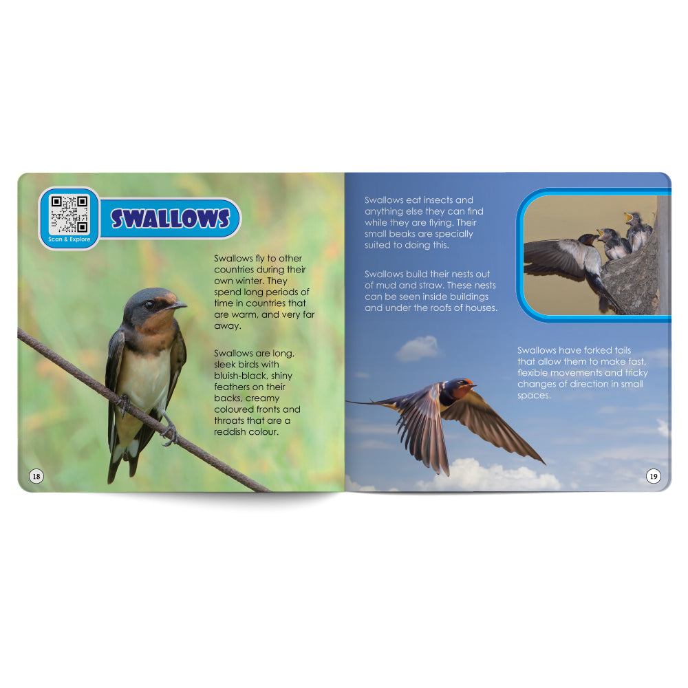Birds – Book for Kids in English