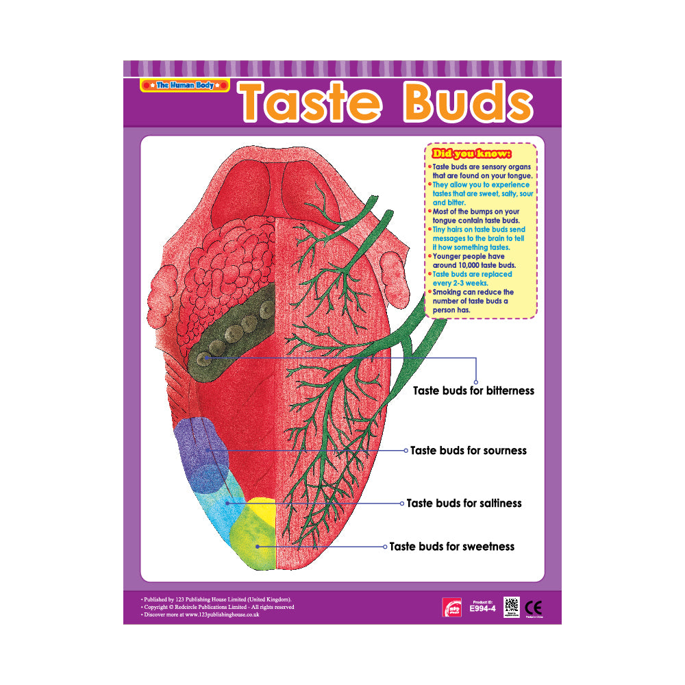 Taste Buds Wall Chart in English