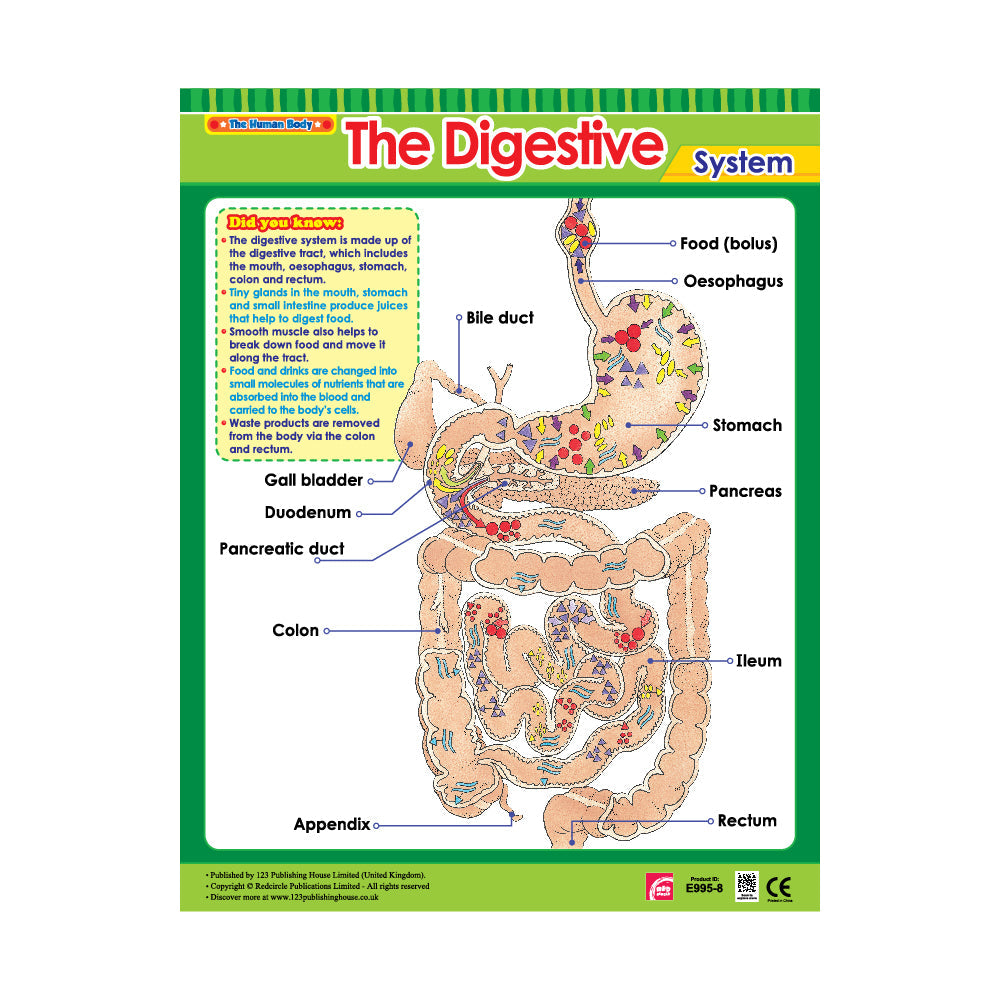 الجهاز الهضمي - لوحة تعليمية باللغة الإنجليزية